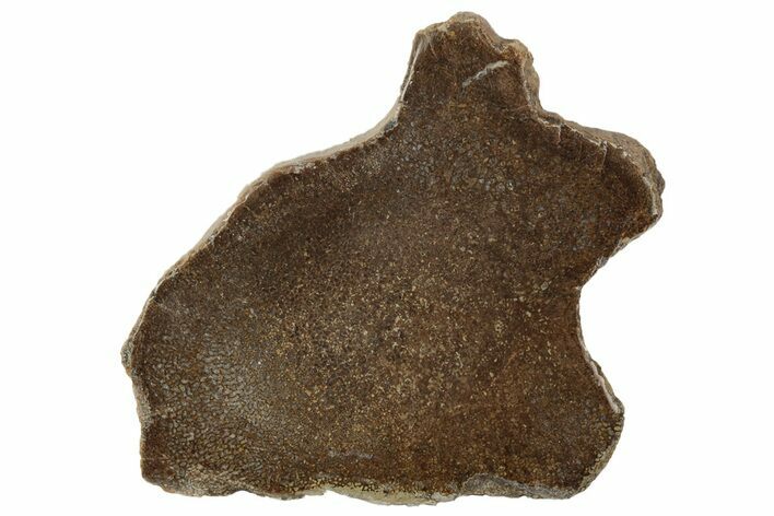 Polished Dinosaur Bone (Gembone) Slab - Morocco #189772